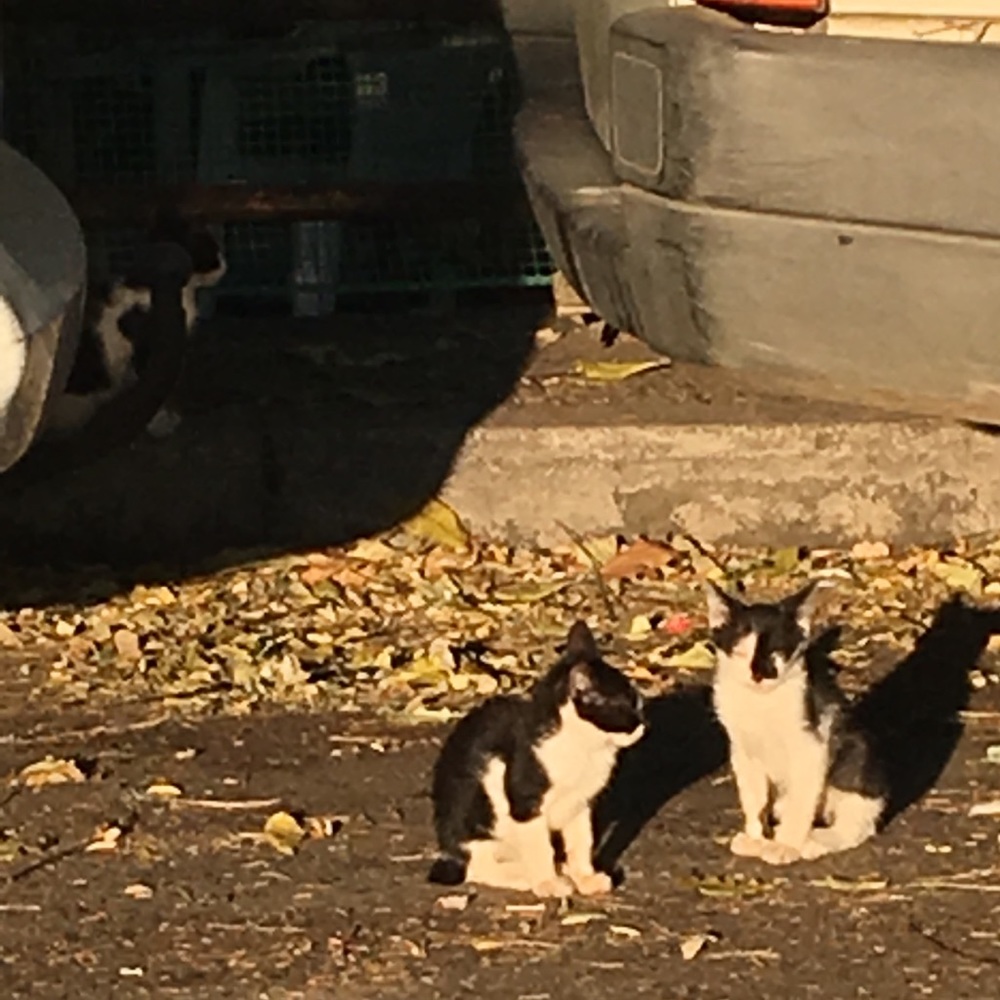 Meet your Posher, Olga